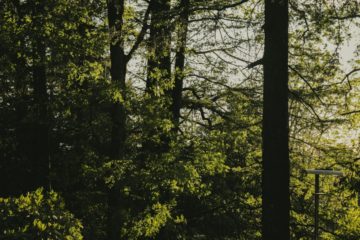 forêt