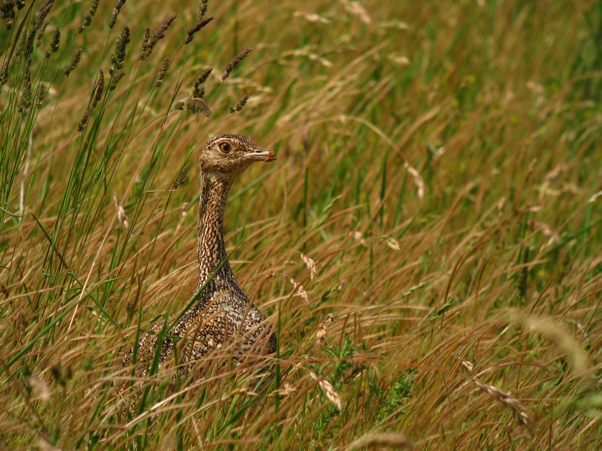 Outarde canepetière @ Johan Tillet / LPO