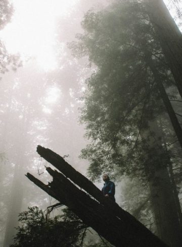 Forêt et personne