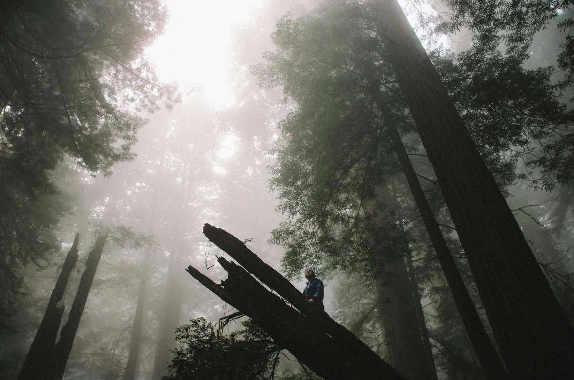 Forêt et personne