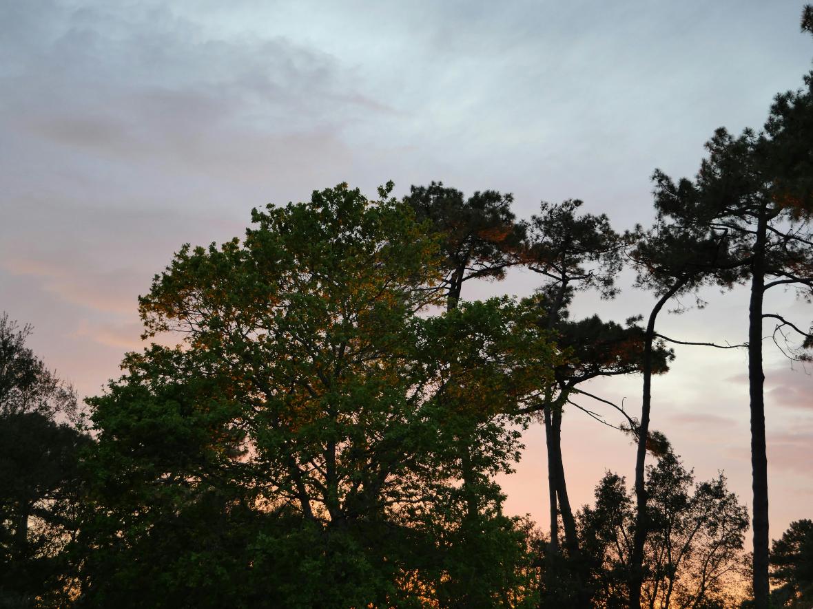 Pins dans les Landes