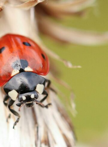 Coccinnelles