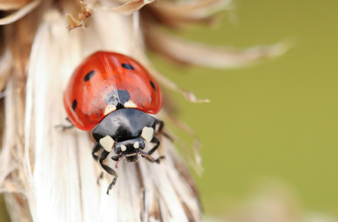 Coccinnelles