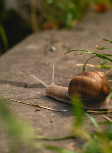 escargot