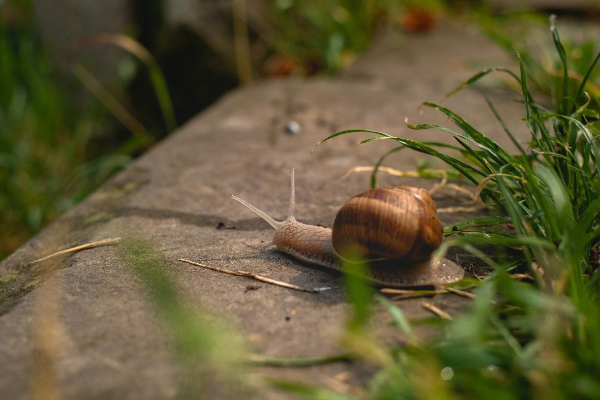 escargot