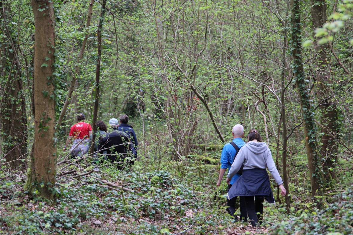 Forêt promenade