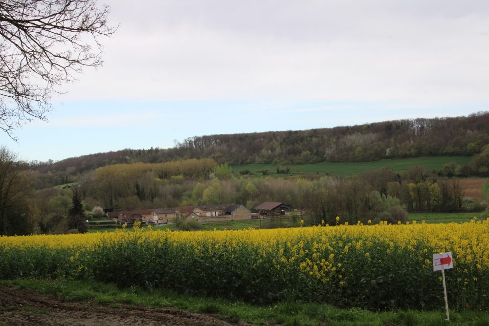 paysage de forêt dans l'oise