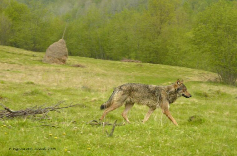 loup au maramures